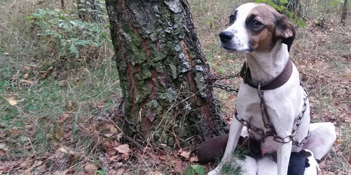 Zziębnięta, przerażona i skomląca o pomoc – tak wyglądała sunia ze szczeniakami, którą w lesie odnalazła wolontariuszka z Sochaczewa. 