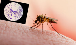 Choroby przenoszone przez komary. Czym zarażają polskie komary?