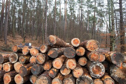 Nowe zasady zarządzania polskimi lasami. Jest propozycja leśników