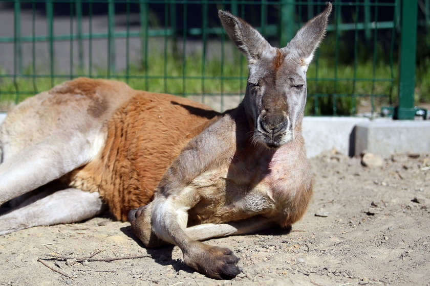 Nowe kangury w ogrodzie zoologicznym w Chorzowie