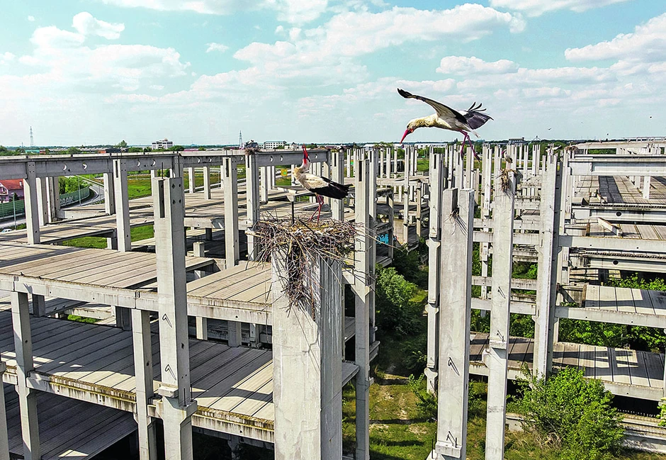 Na veoma opasnoj visini su gde vetar može da uruši gnezdo