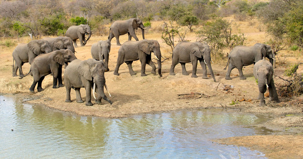 Słonie u wodopoju