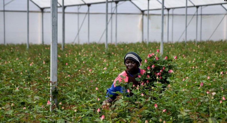 Kenya asks Qatar Airways and Ethiopian Airlines to deploy cargo flights in a bid to meet Valentine's Day flower demands in Europe