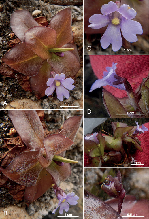 Pinguicula ombrophila