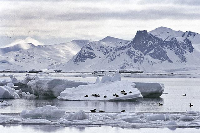 Galeria Wystawa polarnej fotografii przyrodniczej "Ptaki Spitsbergenu", obrazek 33