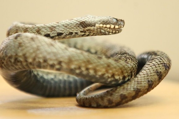 TURISTA UMRO POSLE UJEDA ZMIJE U POZNATOM LETOVALIŠTU Ušla mu u pantalone tokom predstave, odmah se otrovao