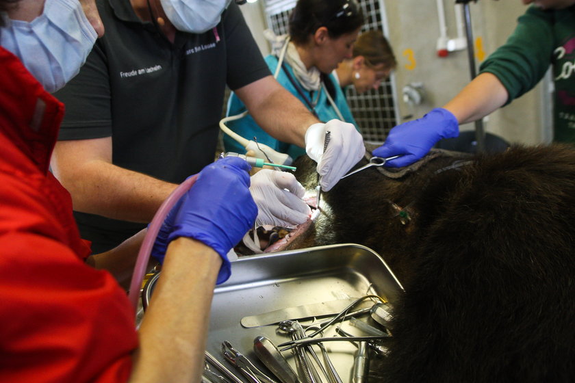 Niedźwiedzie z ZOO w Poznaniu przeszły zabieg stomatologiczny