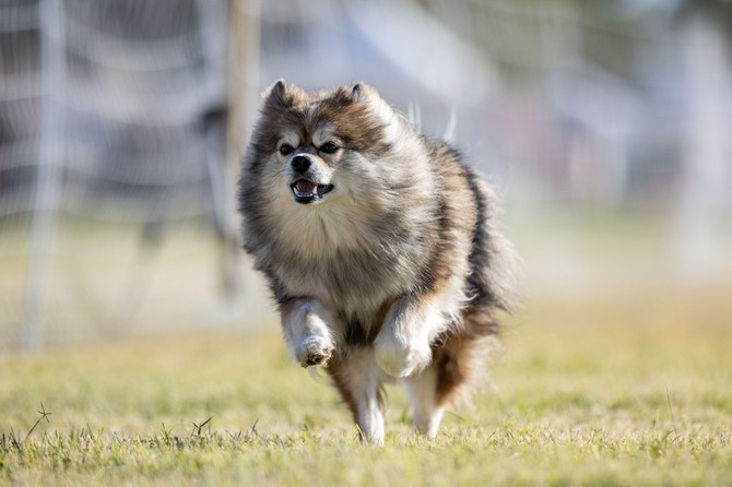 Pomeranac