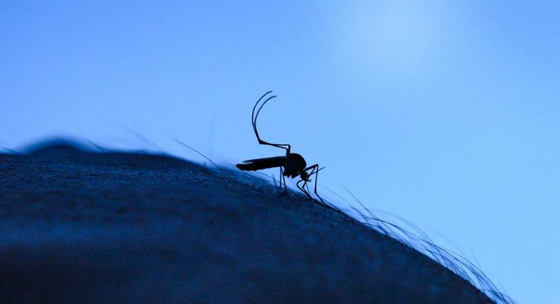 Multiple mosquito-borne illnesses are on the rise in the US, including triple E and West Nile.Soumyabrata Roy/Getty Images.