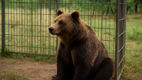 Mężczyzna spod Częstochowy nielegalnie przetrzymywał niedźwiedzia brunatnego. Zwierzę jest już w ZOO, a właściciel misia usłyszał zarzuty - ile lat więzienia mu grozi?
