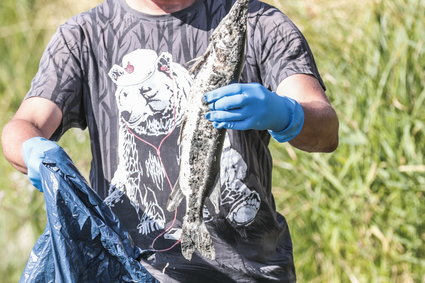 Skażenie Odry. Jest oficjalny projekt pomocy dla przedsiębiorców