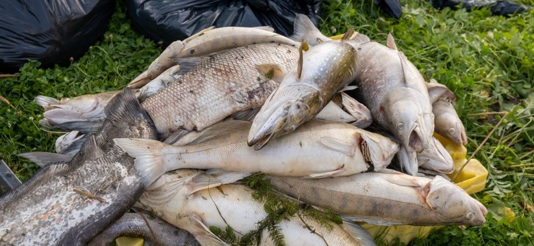 Zatruta Odra. Przesłuchano 400 świadków, nikomu nie postawiono zarzutów