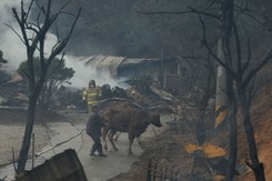 Ogień trawi miasto na wybrzeżu. Zaskakująca przyczyna pożaru [WIDEO]