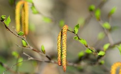 "Zgłaszają się pacjenci uczuleni na pyłek brzozy z nasilonymi objawami alergii"