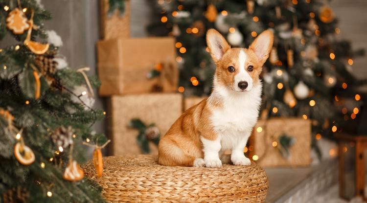 Kutyabarát karácsony: Szakértői tippek Fotó: Getty Images