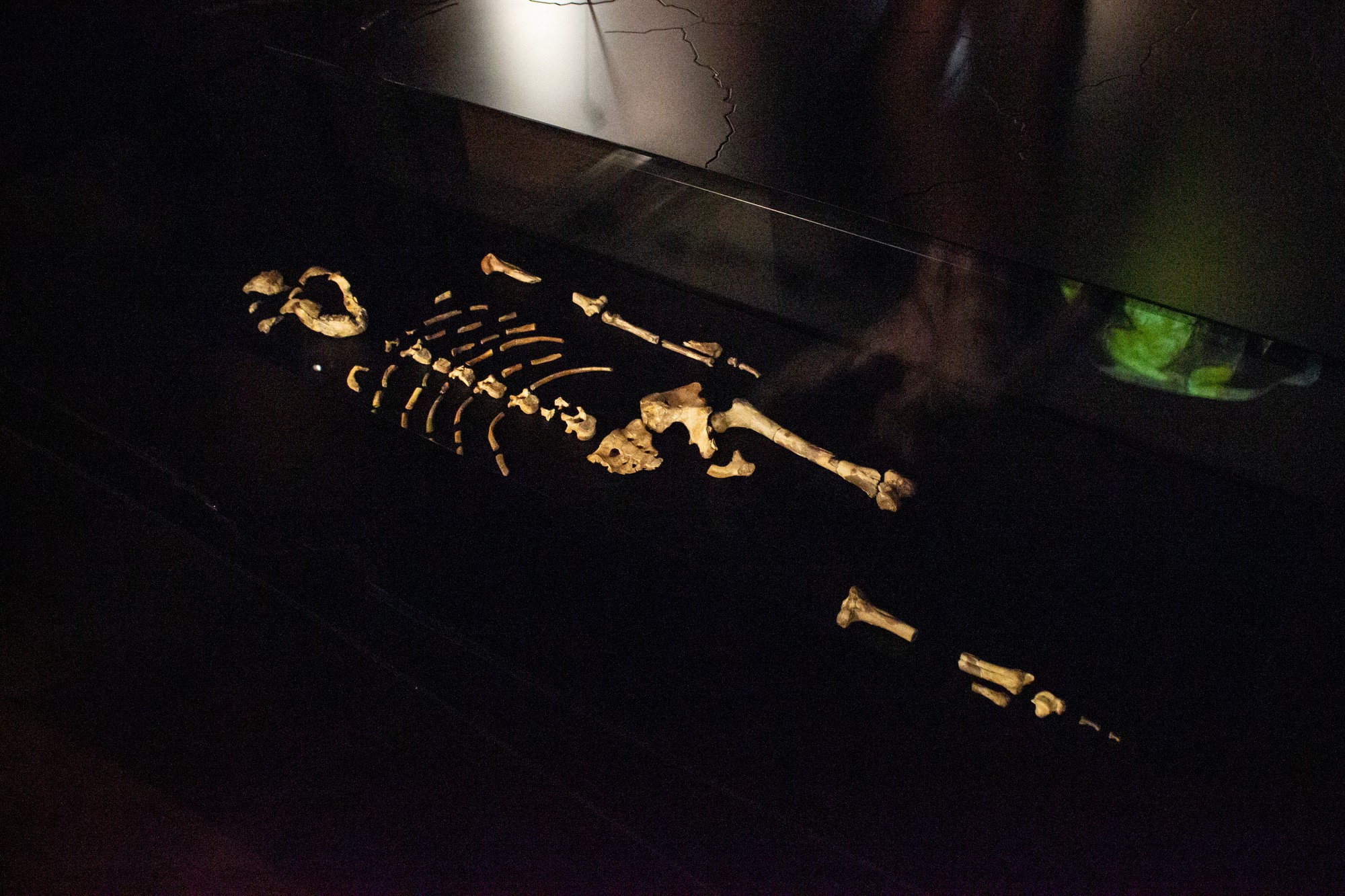 Originály kostrových pozostatkov australopiteka Lucy.