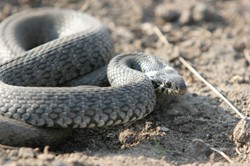 Plaga węży w Rzymie. Psychoza wzrasta