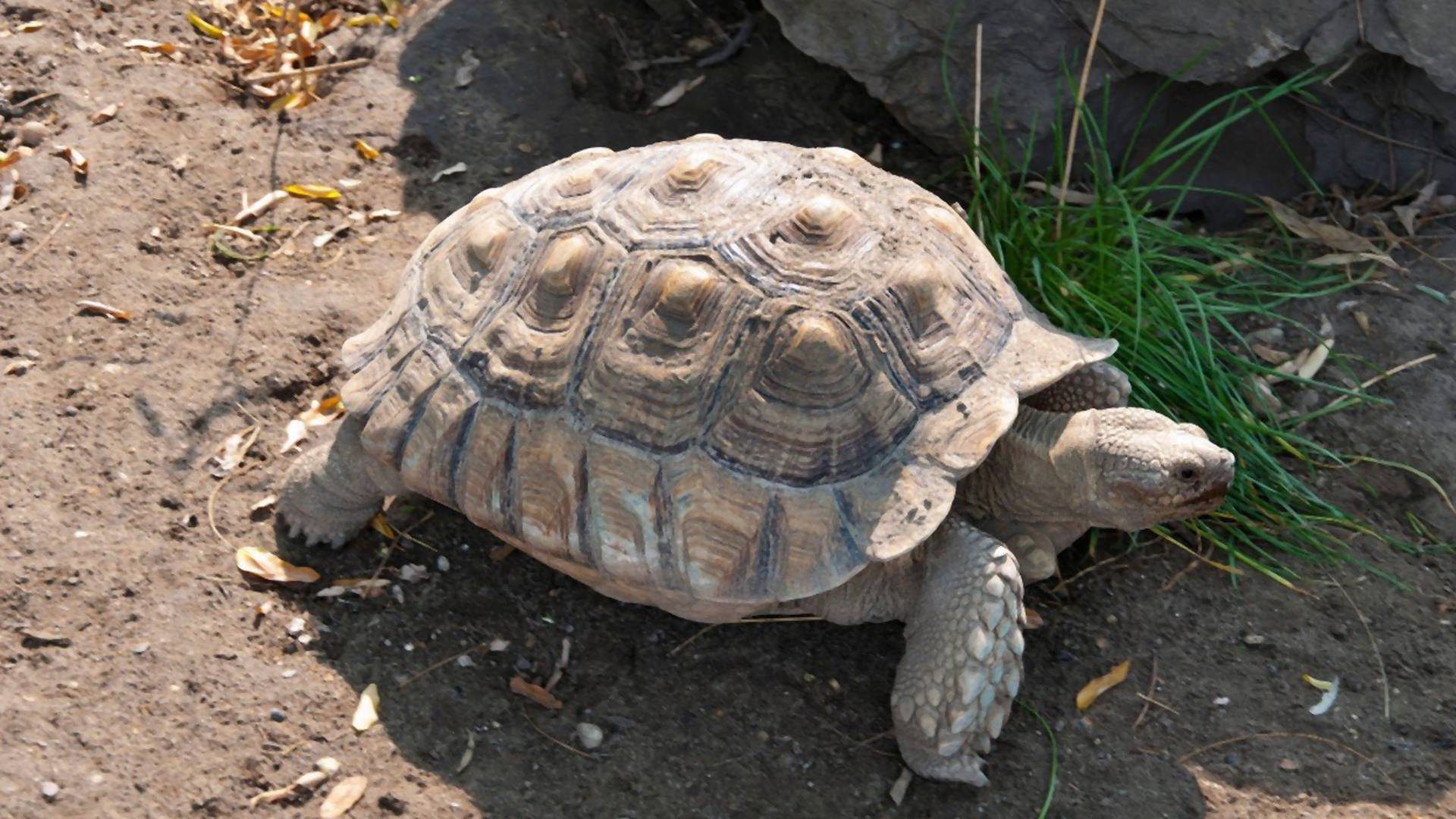 Neko je ukrao 123 bebe kornjača sa Galapagosa