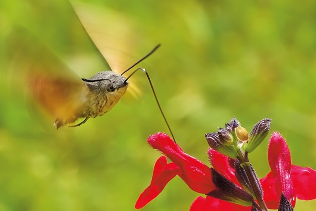 Fot. Thomas Easterbrook/Wildlife Photographer of the Year