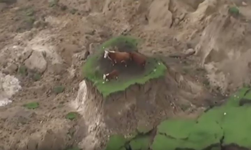 Zarobljene krave, Novi Zeland