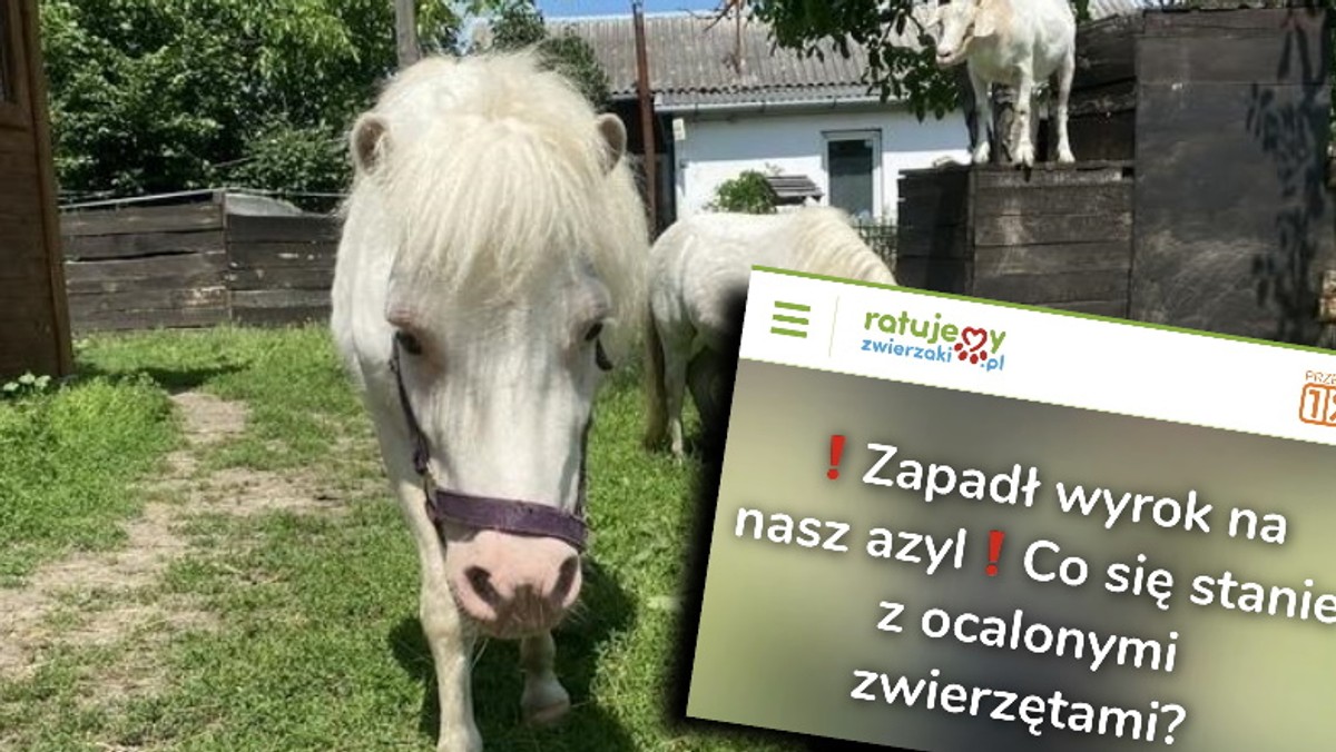 Zwierzęta mogą stracić swój azyl. Zbiórka na zakup gospodarstwa