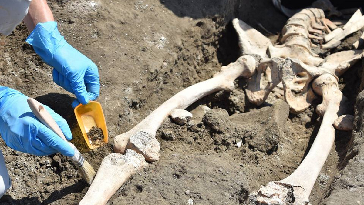 W Pompejach dokonano kolejnego odkrycia po odnalezieniu kilka dni wcześniej szkieletu mężczyzny, który zginął w czasie ucieczki po wybuchu Wezuwiusza w 79 roku. Pod szczątkami mężczyzny archeolodzy znaleźli jego majątek - woreczek z 20 monetami.