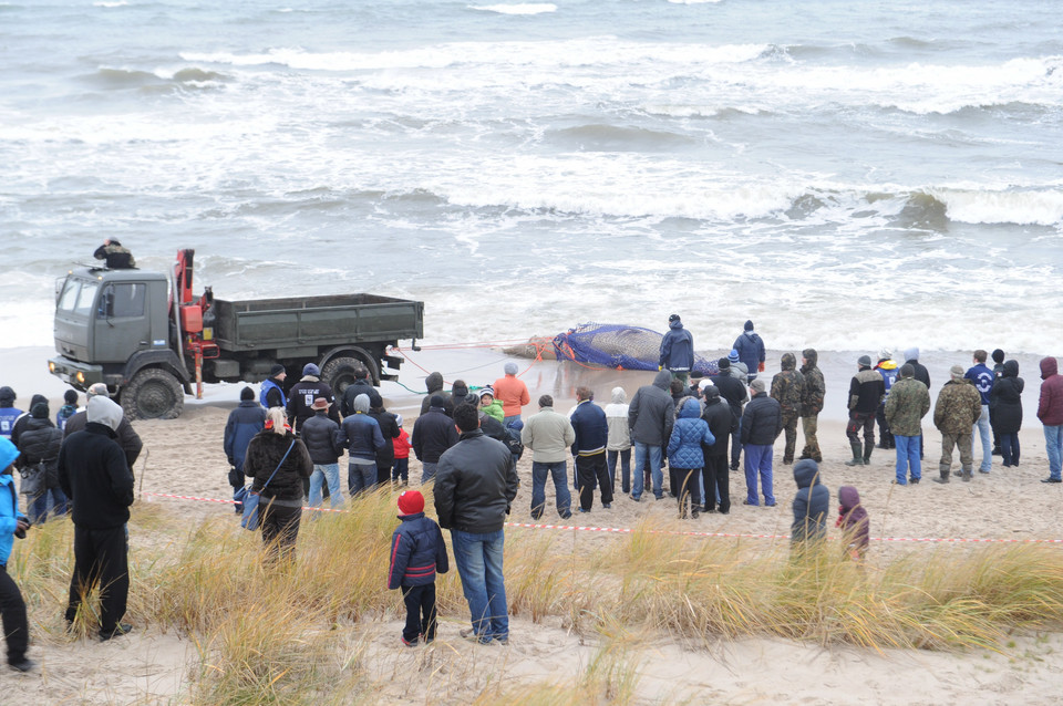 Wieloryb na plaży w Unieściu