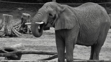 Poznańskie zoo chce spalić ciosy padłej słonicy w formie protestu przeciwko kłusownictwu