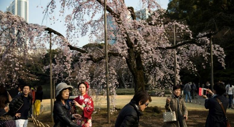 Visitors gather under cherry blossoms in a park in Tokyo