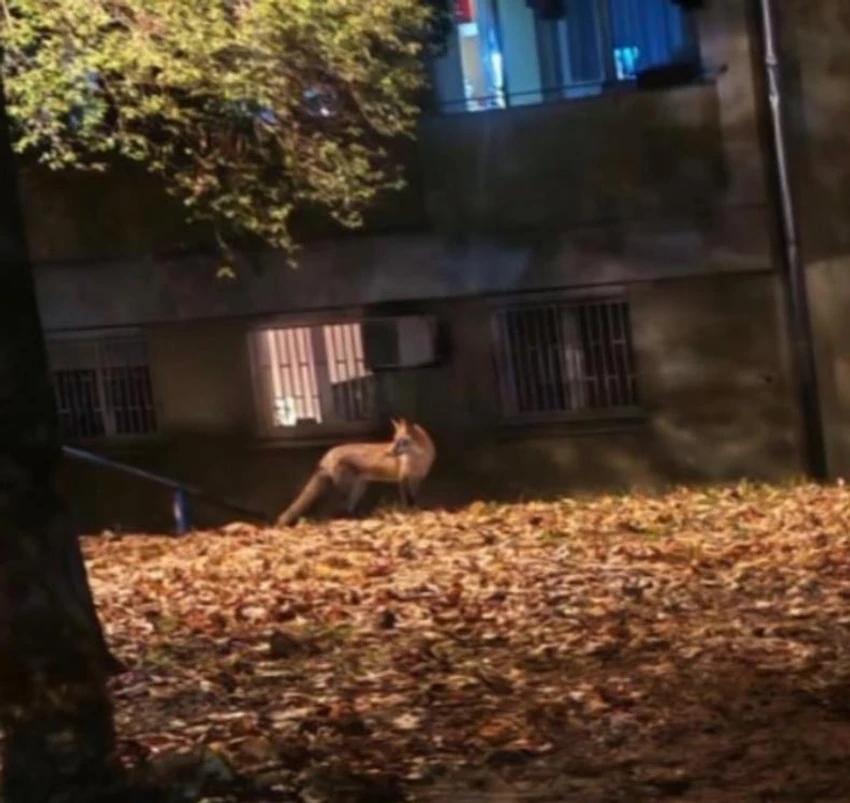 Građani u neverici posmatrali prizor