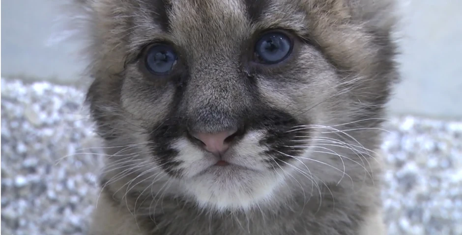 ... i očigledno - vrlo su fotogenični