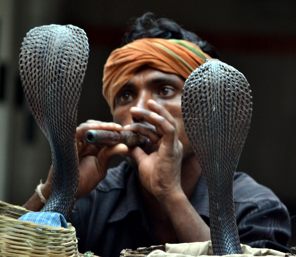 INDIA SNAKE FESTIVAL