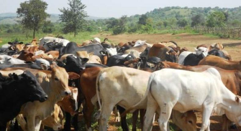 Tanzania orders drought-hit herders to leave national parks