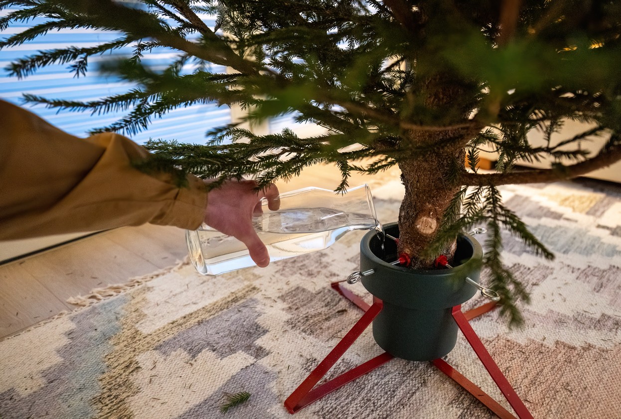 Pravidelný prísun vody je jediný spôsob, ako udržať ihličie svieže a zelené.