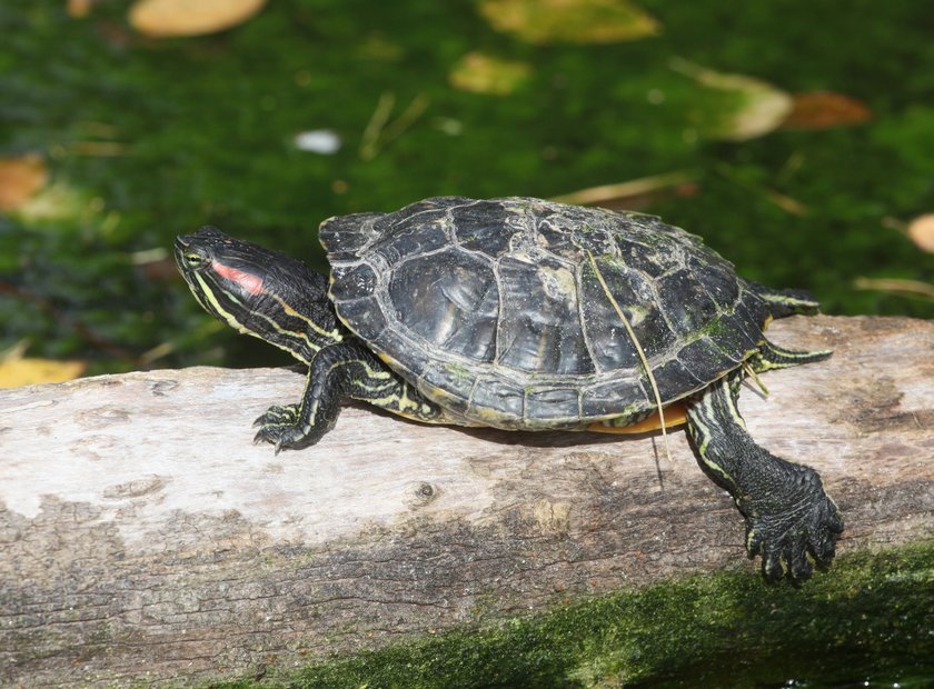 ZOO uśpiło żółwie