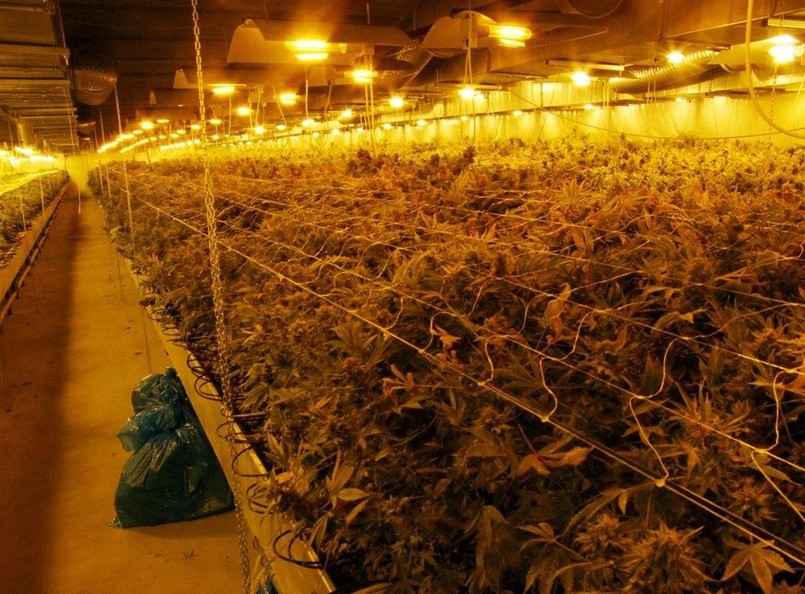 Oto największa w kraju plantacja marihuany