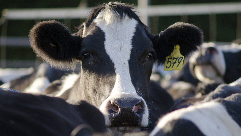 Chore lub niemal martwe krowy zabijane w skandalicznych warunkach - reporterzy Superwizjera TVN24 ujawnili brutalną prawdę o polskich ubojniach. Przy użyciu ukrytej kamery zarejestrowali proceder zabijania zwierząt, których mięso trafia później do sklepów.