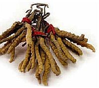 cordyceps-d000013843573f62479be