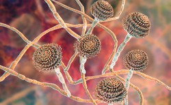 Pleśń na owocach i warzywach - odkroić czy wyrzucić? Ostrzeżenie GIS