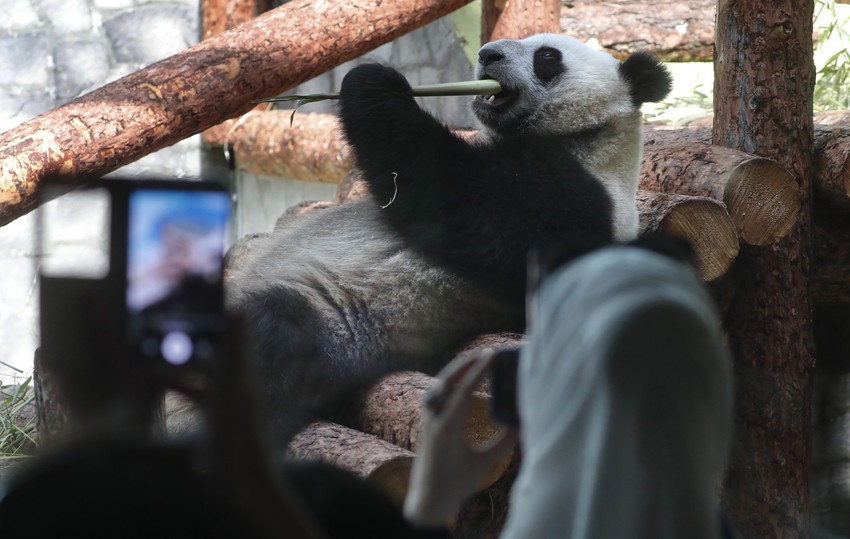Džinovskim pandama nedostaju ljudi - zoološki vrt u Moskvi