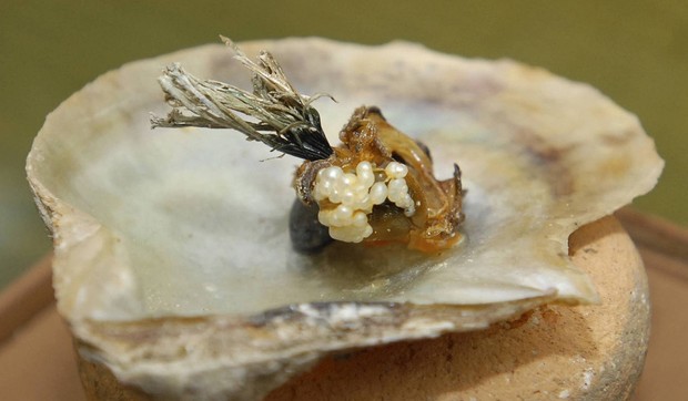 262277_skoljka-foto-ap