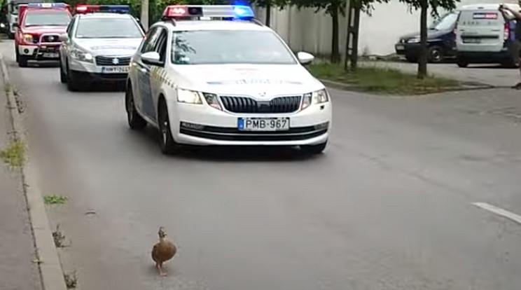 Rendőrök és tűzoltók kísérték vissza az eltévedt kacsacsaládot 