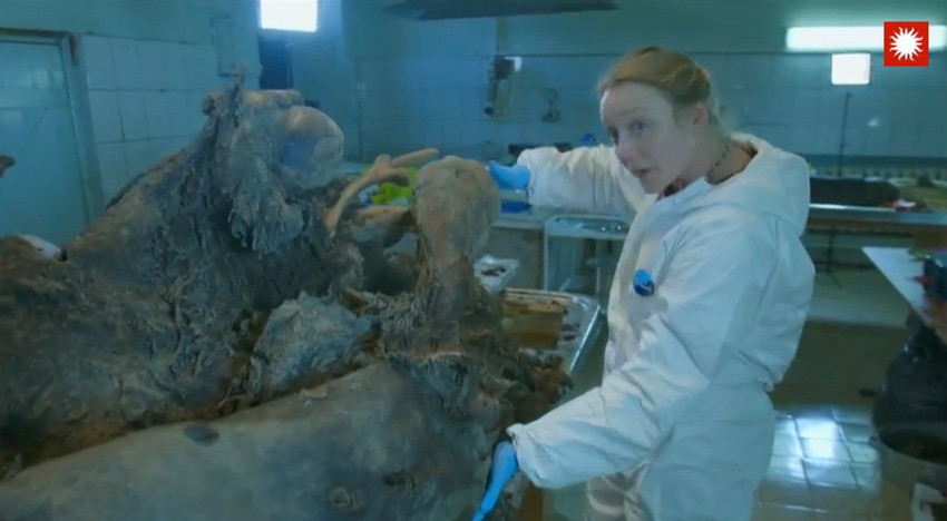 Metodom karbonskog datiranja naučnici su ustanovili da je mamut živeo pre oko 40.000 godina (FOTO: Smithsonian Channel)