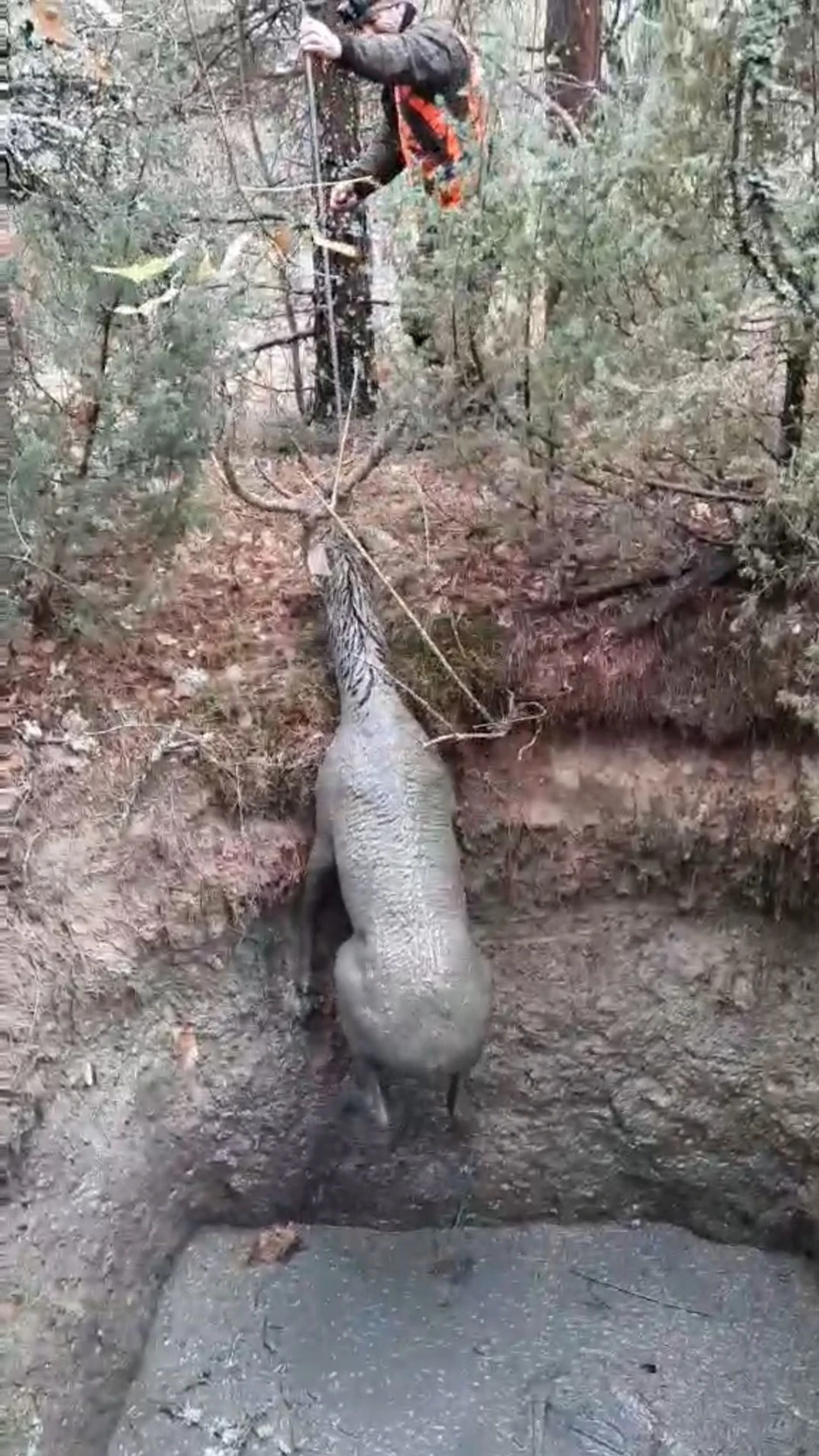 Jelen upao u duboku rupu u selu Čadinje kod Prijepolja