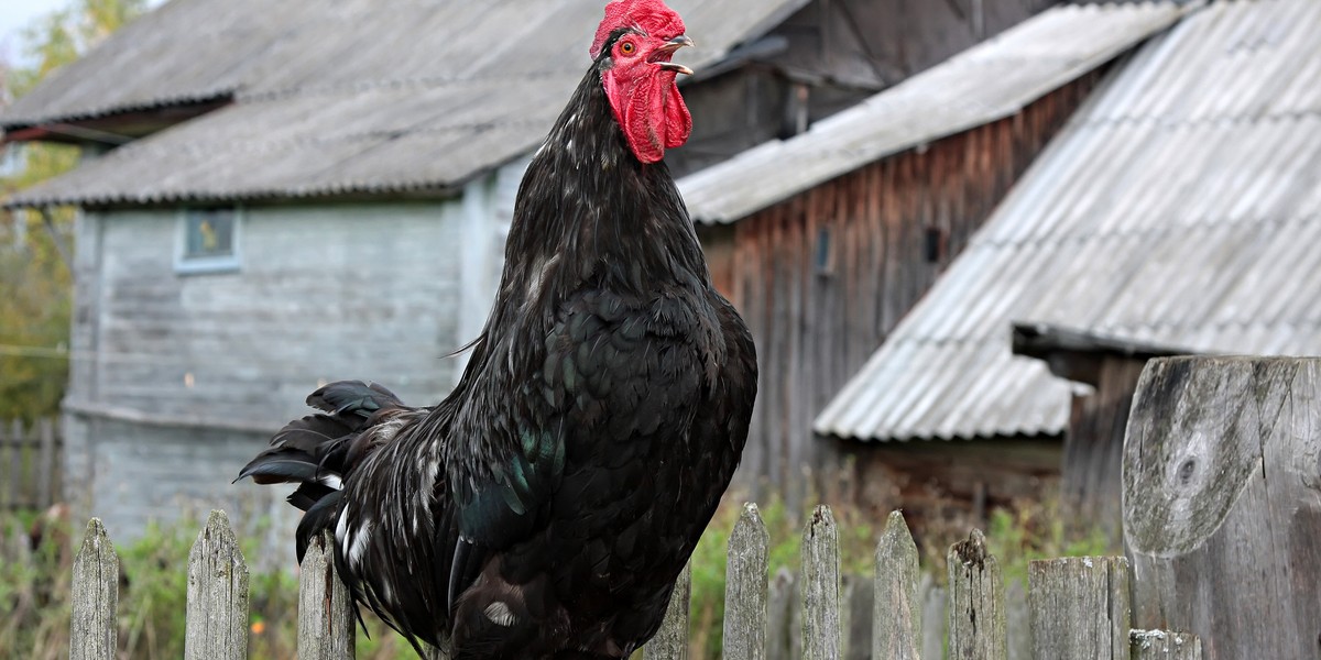 Kogut z Roszkowa pieje codziennie o 6 rano.