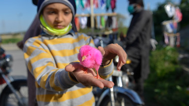 Pakistan: ośmiolatka zakatowana przez swoich pracodawców