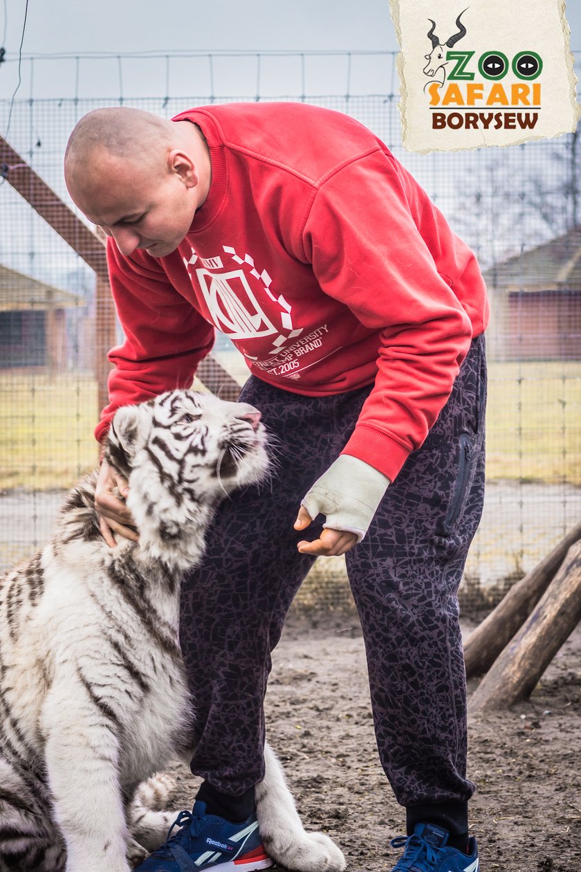 Artur Szpilka i Andrzej Wawrzyk bawili się z tygrysami