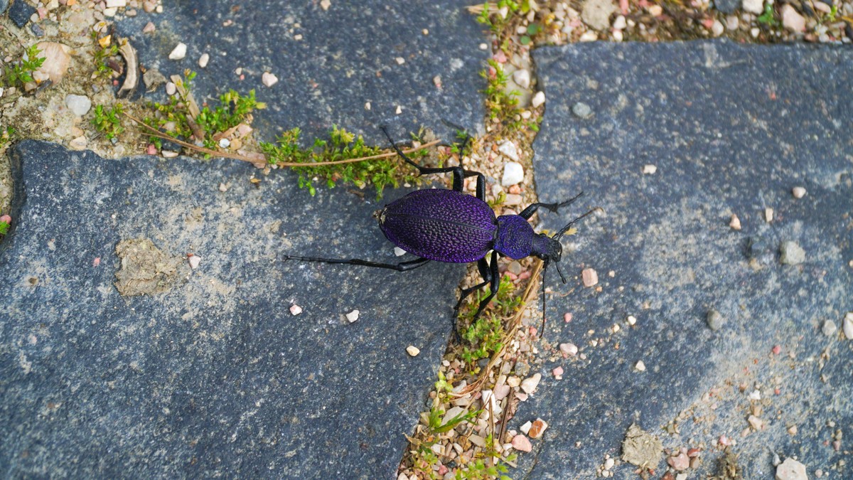 (FOTO) Veliki ljubičasti trčuljak trčkara i po Srbiji: Potvrđeno da imamo NOVU VRSTU INSEKTA