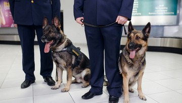 Warszawa: „Nic do zgłoszenia”? KAS zatrzymała 40 kg marihuany wartej 1,9 mln zł na Lotnisku Chopina [WIDEO]