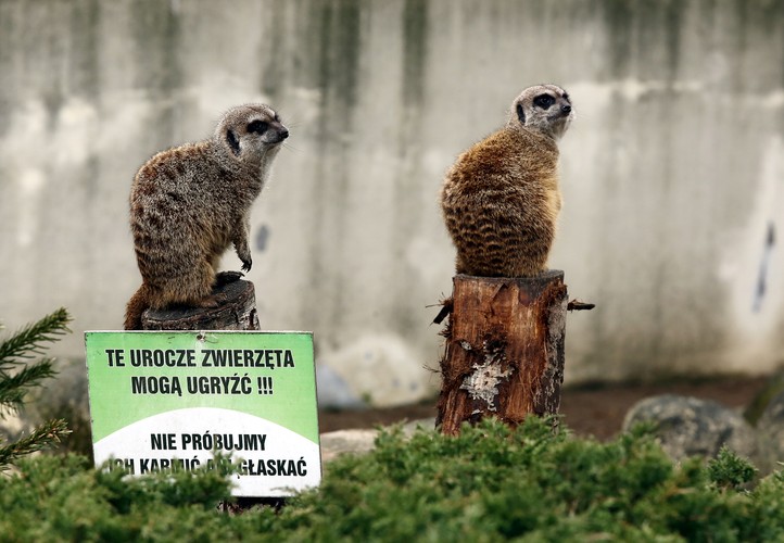 Wiosna w warszawskim ZOO